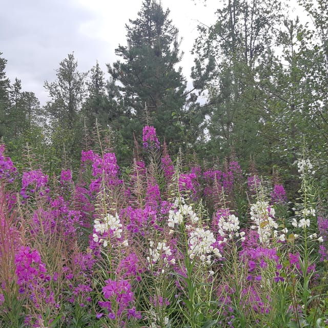 Levi: Nature Walk with Birds, Animals, and Plants - What Makes This Experience Stand Out?