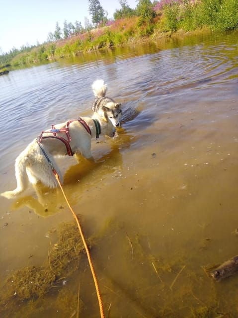 Levi: Nature Walk with Huskies - Good To Know
