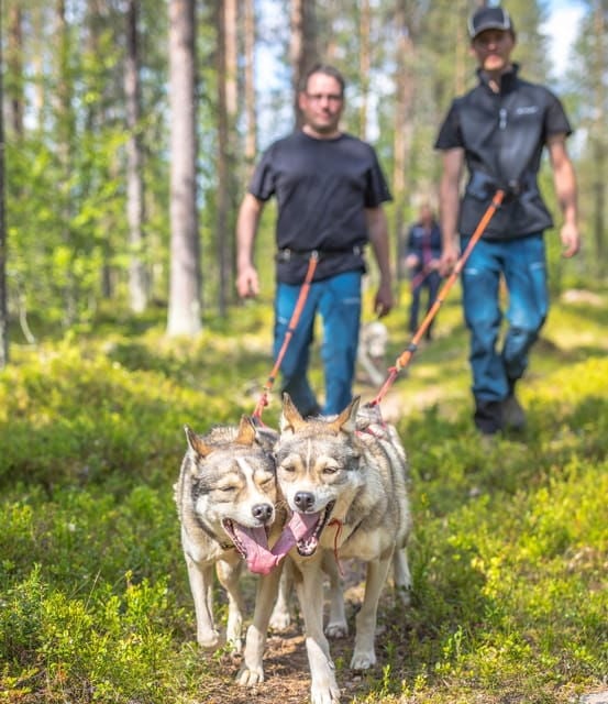 Levi: Nature Walk with Huskies - Who Will Love This Experience?
