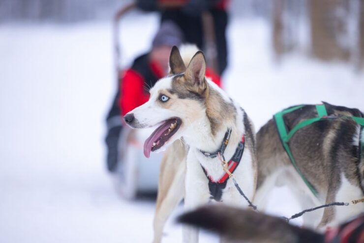 Levi Polar Lights Tours: Arctic Circle Guided Husky Tour - Activity Details