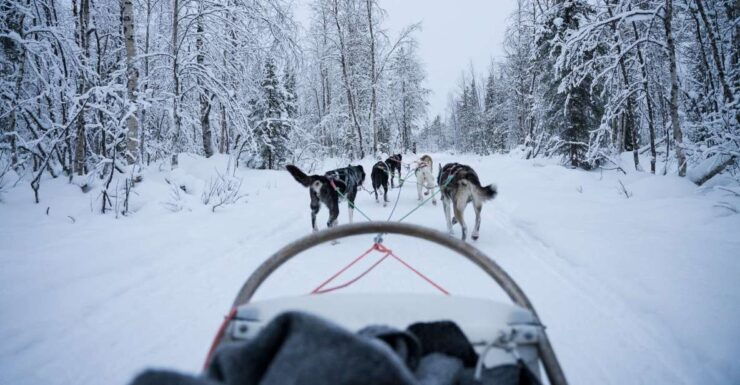 Levi Polar Lights Tours: Arctic Circle Guided Husky Tour - Booking Information