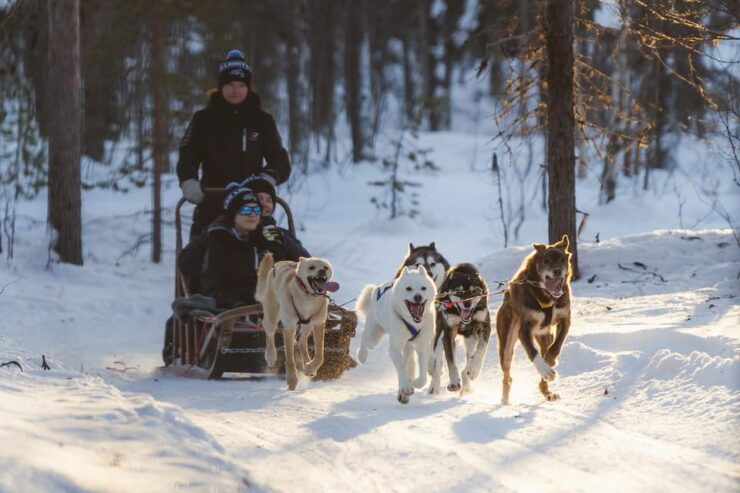 Levi Polar Lights Tours: Path of the Gnome Husky Safari 15km - Good To Know