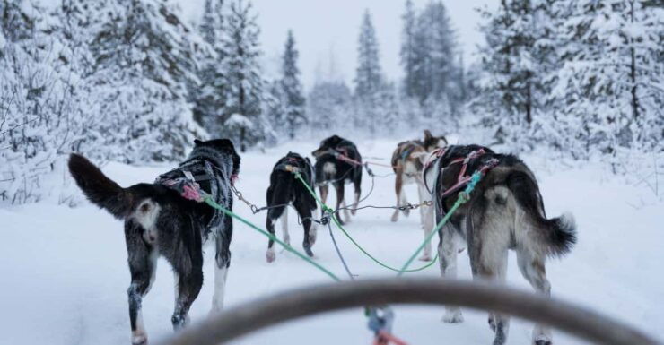 Levi Polar Lights Tours: Path of the Gnome Husky Safari 15km - Itinerary Details