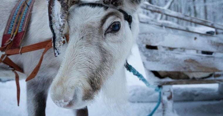 Levi Polar Lights Tours: Reindeer and Husky Taster - Final Thoughts