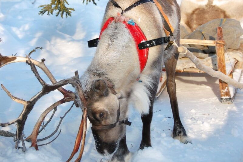 Levi: Reindeer Sleigh Ride Tour in Snowy Forest - Good To Know