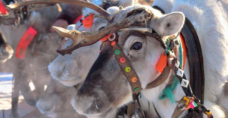 Levi: Reindeer Sleigh Ride Tour in Snowy Forest - The Practical Details