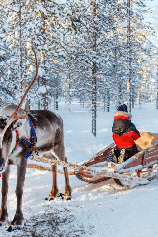 Levi: Reindeer Sleigh Ride Tour in Snowy Forest - In The Sum Up: Is It Worth It?