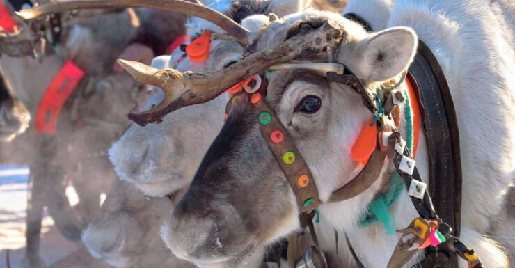 Levi: Reindeer Sleigh Ride Tour in Snowy Forest - Good To Know