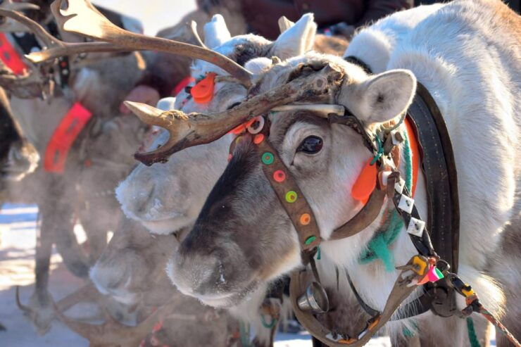 Levi: Reindeer Sleigh Ride Tour in Snowy Forest - Highlights of the Experience