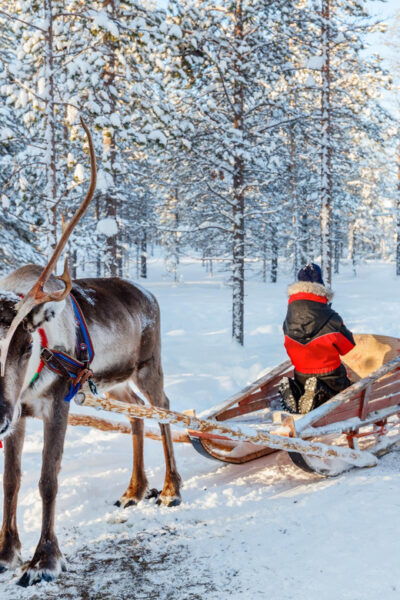 Levi: Reindeer Sleigh Ride Tour in Snowy Forest - Cultural Insights and Stories