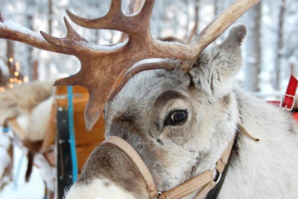 Levi: Reindeer Sleigh Ride Tour in Snowy Forest - Tips for Your Visit