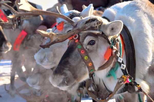 Levi: Reindeer Sleigh Ride Tour in Snowy Forest - Frequently Asked Questions