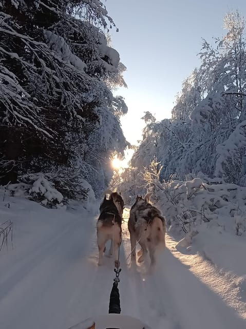 Levi: Self-Drive 2 KM Husky Sledding Experience - Good To Know