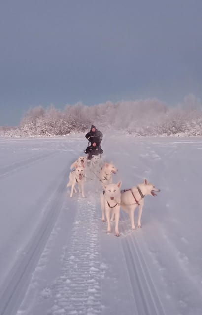 Levi: Self-Drive 2 KM Husky Sledding Experience - What Makes This Tour Special?