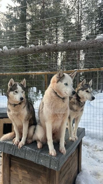 Levi: Self-Drive 5 KM Husky Sledding Experience - Good To Know