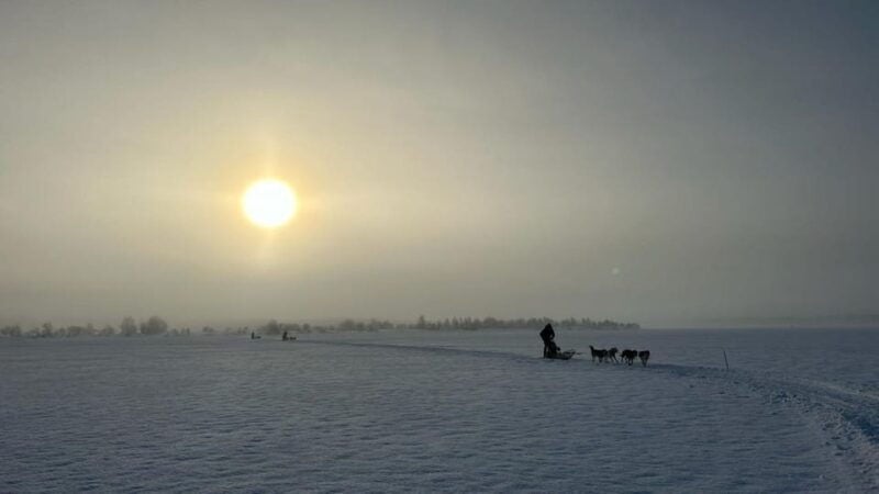 Levi: Self-Drive 5 KM Husky Sledding Experience - Practical Details and Tips for Your Husky Tour