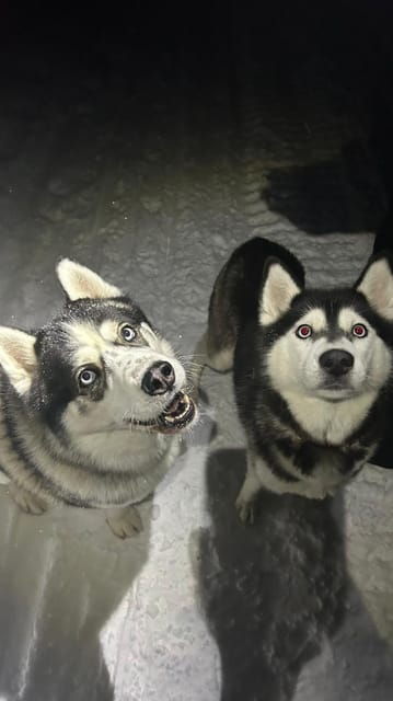Levi: Self-Drive 5 KM Husky Sledding Experience - What Travelers Say About This Tour