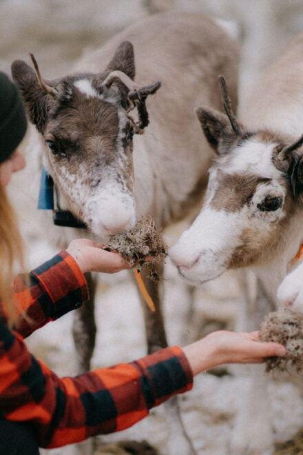Levi: Snowshoeing and Reindeer Farm Visit - Frequently Asked Questions