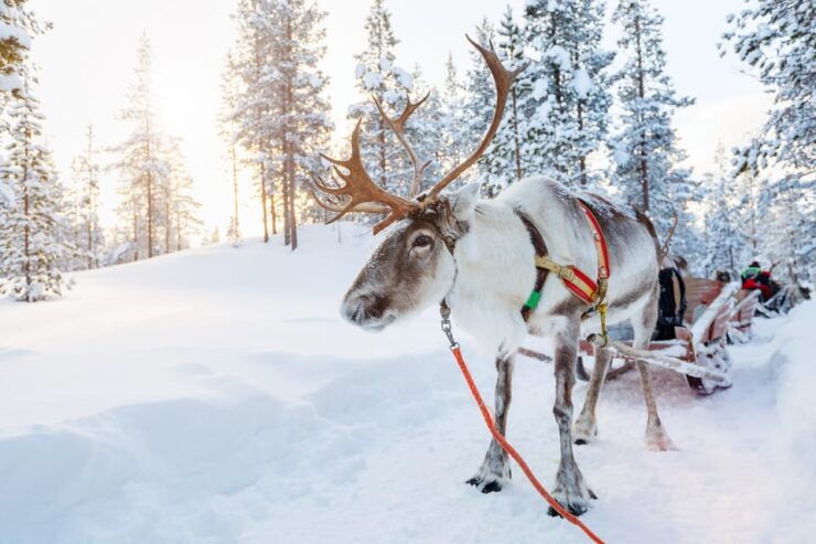 Levi: Traditional Reindeer Farm Visit & Sled Ride - How to Reserve Your Spot