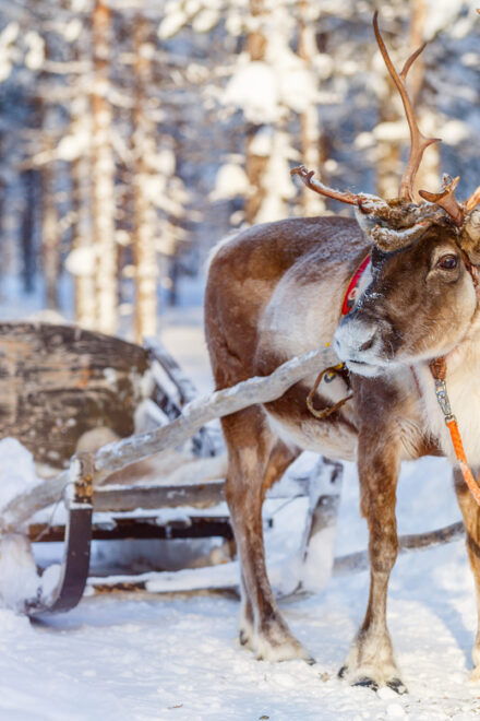 Levi: Traditional Reindeer Farm Visit & Sled Ride - Pickup and Transportation Details