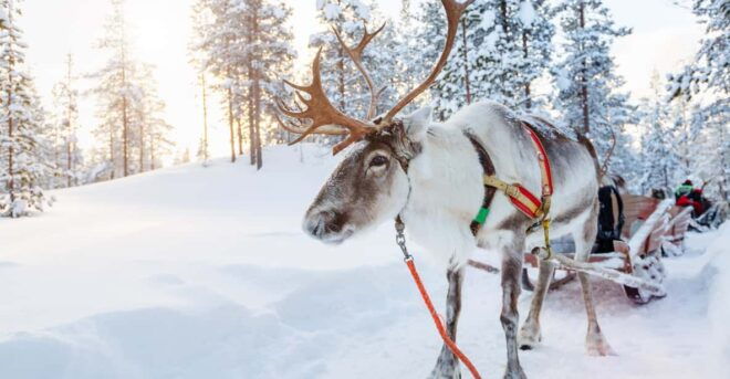 Levi: Traditional Reindeer Farm Visit & Sled Ride - Customer Ratings and Feedback