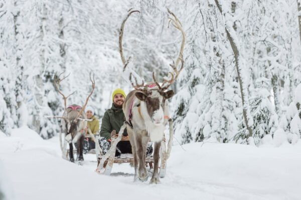 Levi: Traditional Reindeer Farm Visit & Sled Ride - Tips for Your Visit