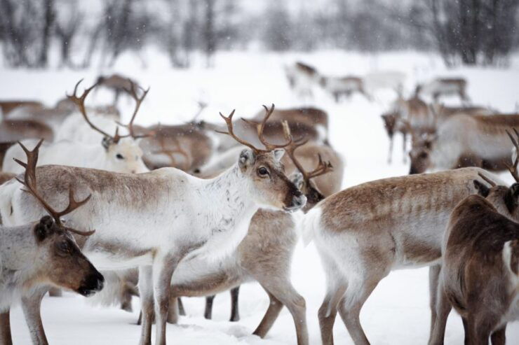 Levi: Traditional Reindeer Husbandry Experience - Activity Details