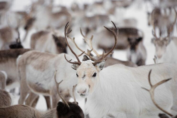 Levi: Traditional Reindeer Husbandry Experience - Experience Highlights