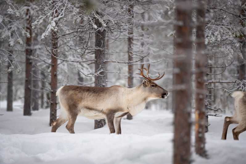 Levi: Winter Highlights Family Day - A Detailed Look at the Tour