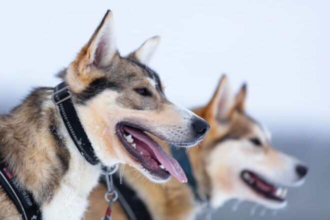 Levi: Winter Highlights Family Day - Activity Highlights