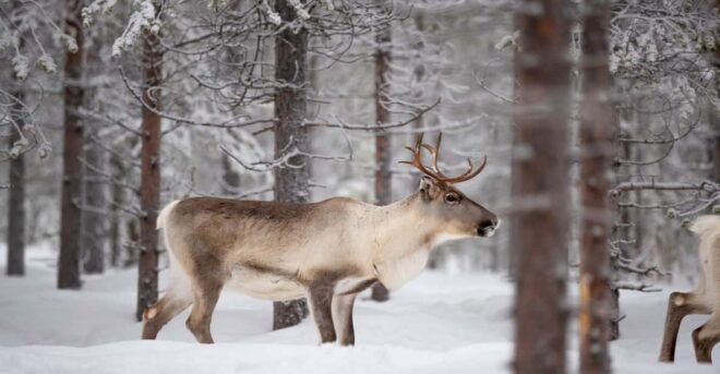Levi: Winter Highlights Family Day - Included Amenities