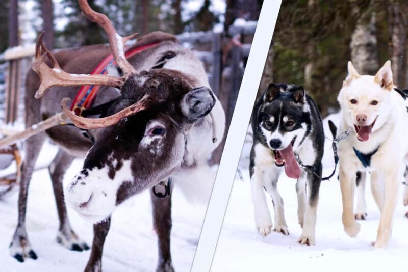 Levi: Winter Wilderness Husky & Reindeer Safari Combo Tour - What to Expect from the Tour