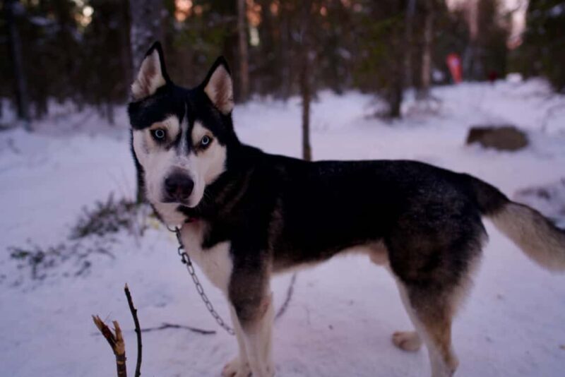 Levi: Winter Wilderness Husky & Reindeer Safari Combo Tour - Detailed Breakdown of the Experience