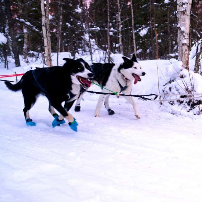 Levi: Winter Wilderness Husky & Reindeer Safari Combo Tour - The Ethical Side of Things