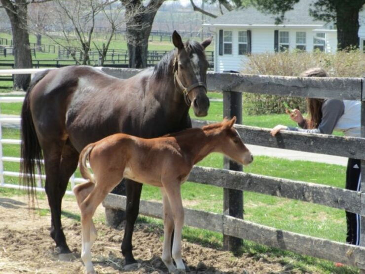 Lexington: Horse Farm Tour and Keeneland Race Track Visit - Experience the Rich Equine History