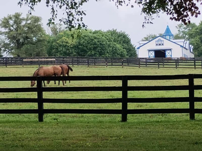 Lexington: Thoroughbred Horse Farm Tour and Scenic Bluegrass - A Deep Dive into the Lexington Horse Farm Tour and Bluegrass Experience
