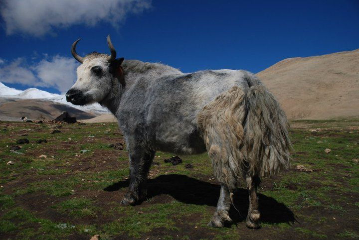Lhasa-Mt. Everest North Base Camp 10-Day Jeep Tour - Itinerary Overview