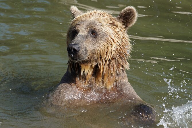 Libearty Bear Sanctuary and Draculas Castle - Day Tour From Bucharest - Libearty Bear Sanctuary