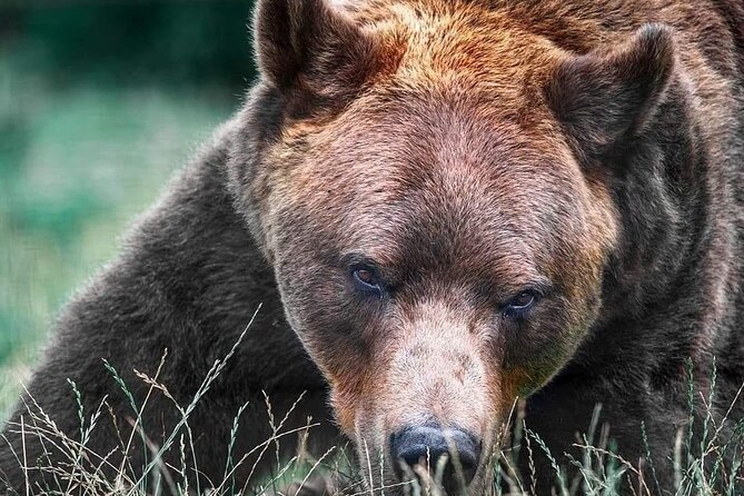 Libearty Brown Bear Sanctuary, Rasnov Fortress, Bran Castle Day Tour From Brasov - Tour Overview
