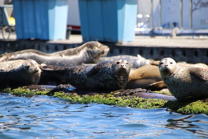 Liberty Bay Wildlife Kayaking - Good To Know