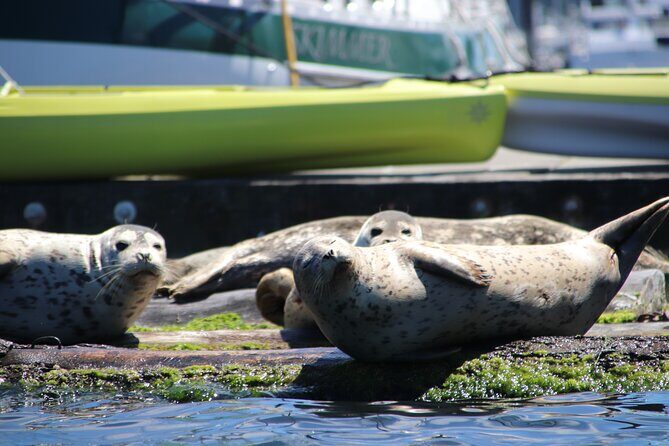 Liberty Bay Wildlife Kayaking - A Closer Look at the Liberty Bay Wildlife Kayaking Experience