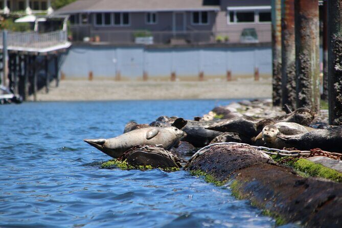 Liberty Bay Wildlife Kayaking - FAQ