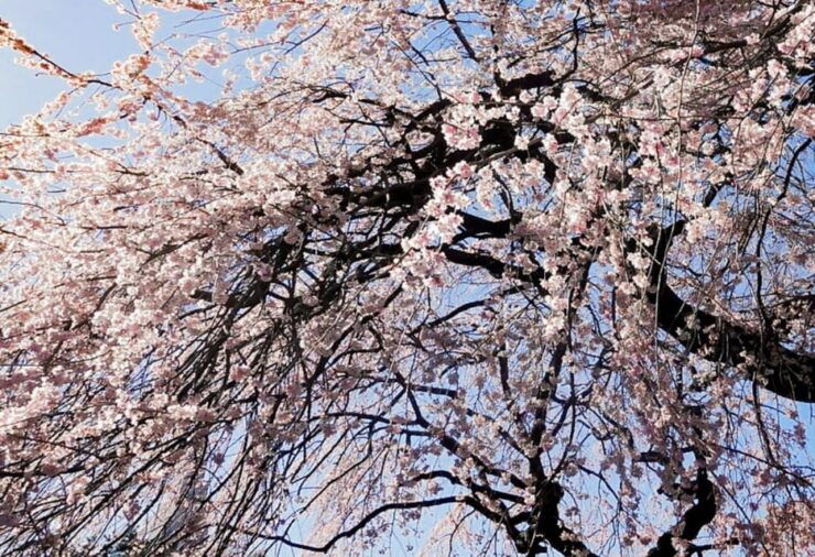 Licensed Guide Shinjuku Dramatic Tour Day Time - Good To Know