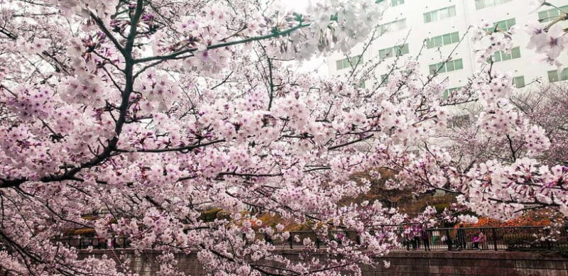Licensed Guide Tokyo Meguro Cherry Blossom Walking Tour - Exploring the Itinerary in Detail