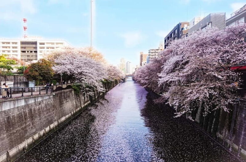 Licensed Guide Tokyo Meguro Cherry Blossom Walking Tour - FAQ
