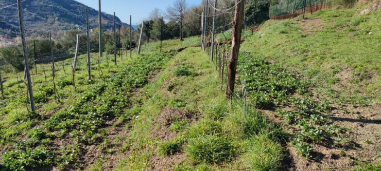Lievàntu Wine Experience: Tour & Tasting in Levanto Valley - Experience Highlights