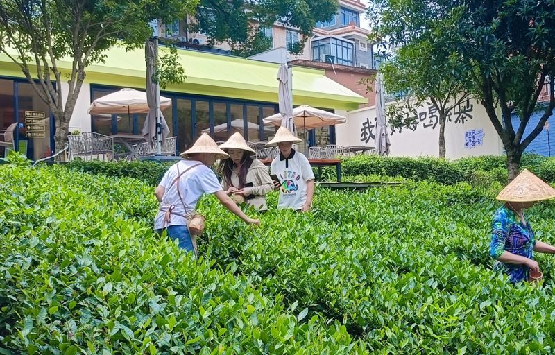 Light hiking and tea picking in the tea country, exploring the mysteries of the oxygen-rich reservoir. - At a glance: tea picking, a short hike, and tea