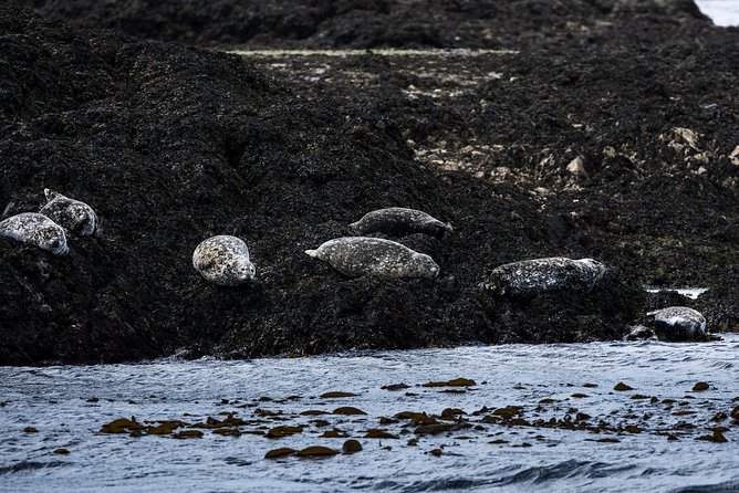 Lighthouse, Totems & Eagles Excursion - Local Wildlife Encounters