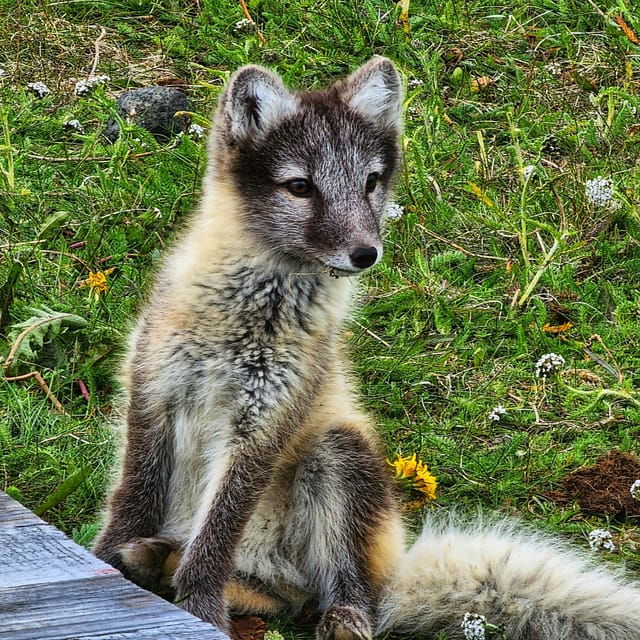 Lightweighted walk through wild Arctic Nature - Good To Know