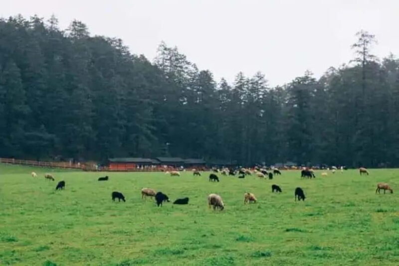 Lijiang: Jade Dragon Snow Mountain + Impression Lijiang - The Spectacle of Impression Lijiang